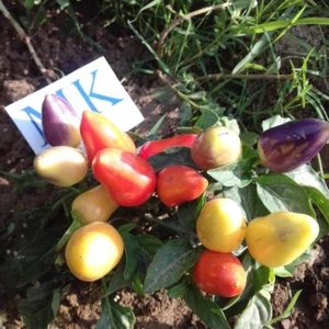 Burke Backyard Thai Chilli,10 semillas,seeds,Capsicum annuum (262) - Picture 1 of 1
