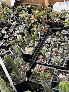 Succulent Cuttings 30 All Different Kinds Of Succulents - Picture 1 of 18