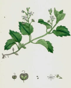John Sowerby de 1860 estampado botánico coloreado a mano Mountain Speedwell K2C - Imagen 1 de 3