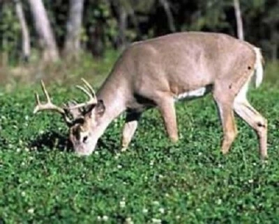 3lbs JUMBO LADINO WHITE CLOVER Seed For Deer Food Plot Turkey Very Large Leaf - Image 1 of 4