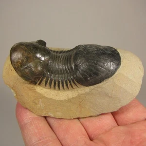 2.5" Paralejurus TRILOBITE Fossil on Matrix - Devonian Age - Morocco - Imagen 1 de 10