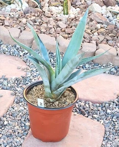 LANDSCAPE QUALITY Small Blue Agave Americana Century Plant, Agave Cactus 12" 2C - Picture 1 of 4