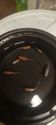 Ovos de peixe de arroz Miyuki Medaka azul platina 15+ e 15+ ovos coxos brilhantes - Imagem 1 de 4