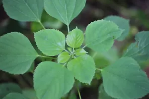 Ortiga india - Mercurio indio - Acalypha indica - 10+ semillas - Semillas - K 023 - Imagen 1 de 1