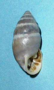 Cyclodontina dentata - ORTHALICIDAE - Uruguay Land Snail Shells 17mm F+ #1661 - Picture 1 of 2