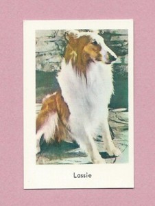 1965 Dutch Gum Card TV-Film-Idoler Lassie (2)