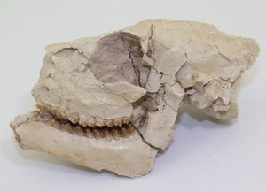 Reh, Leptomeryx evansi, Tertiär, Oligozän, White River Fm, Wyoming, USA -m296 - Picture 1 of 8