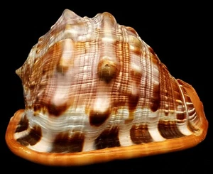 FS Cassis (Cypraecassis) rufa 163mm (6.42 inch) - Picture 1 of 7