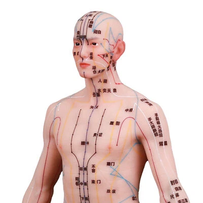 Acupuntura Modelo Humano 18.9" Muñeca Acupuntura Medicina China Aprendizaje Enseñanza Foto 1 de 4