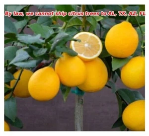 Improved Meyer Semi Lemon 24"H Edible Citrus Dwarf Lemon Tree Indoor/Outdoor - Picture 1 of 2