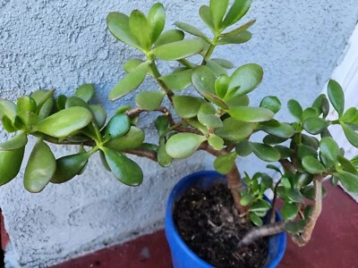 Grande Crassula ovata, planta de jade 14", envío raíces desnudas. Foto 1 de 4