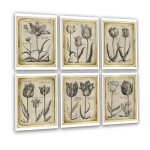 Conjunto floral de tulipán botánico de colección de 6 arte de pared sin enmarcar - Imagen 1 de 10