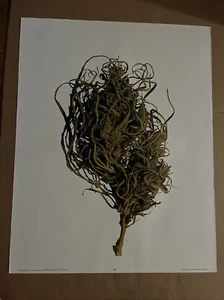 Poster litografia marijuana vintage originale 1973 Bud negozio di fumo anni 70 - Foto 1 di 6