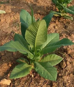200 Virginia Gold Tobacco Seeds Organic Non Gmo Pesticide Free Heirloom Easy - Picture 1 of 2