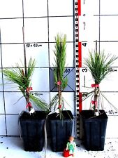 Pinus densiflora "Pendula"  -  Hängeform der japanischen Rotkiefer    *Rarität*