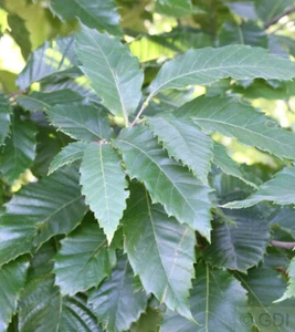 Eßkastanie 80-100cm - Castanea sativa - Bild 1 von 1