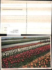 2008737,Bloembollenvelden Blumenfeld Tulpen - Imagen 1 de 1