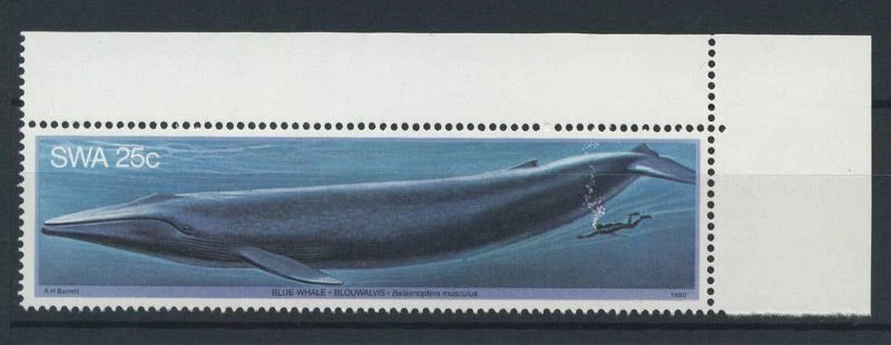 South West Africa 1980 Mi. 471 MNH 100% Fishes - Whales - Image 1 of 1