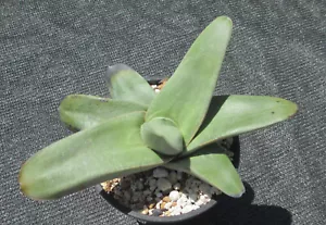 Gasteria "Blue Puffer" Pod Plant Seedling - Picture 1 of 5