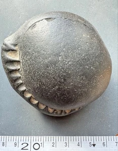 Ammonite fossil black large - Picture 1 of 5