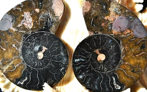 9090 PAR de cristales profundos grandes de amonita negra FÓSIL MEDIANO 36 gramos 52 mm - Imagen 1 de 2