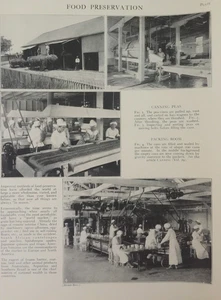 Antiker Druck der Lebensmittelindustrie - Einmachen Erbsen & Packraum - britische Landwirtschaft - Bild 1 von 4