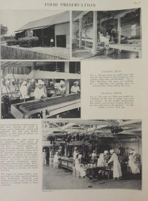 Antique Food Industry Print – Canning Peas & Packing Room – British Agriculture - Image 1 of 4