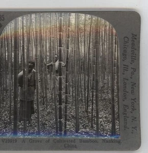 Bosco cinese di bambù coltivato Nanchino Cina Keystone Stereoview c1900 - Foto 1 di 3
