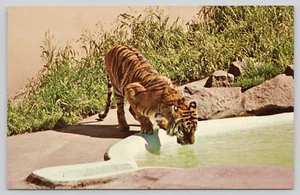 Postal Tigre de Bengala Portland Jardines Zoológicos Oregon Panthera tigris tigris - Imagen 1 de 2