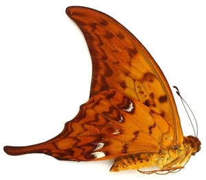 MEANDRUSA PAYENI CIMINIUS MALE FROM SIJUNJUNG, SUMATRA - Picture 1 of 1