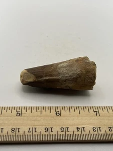 Spinosaurus 2.25” TOOTH  Teeth Dinosaur Fossil before T Rex Cretaceous C37 - Picture 1 of 5