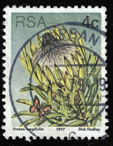 South Africa - 1977 - 4¢ - Flora - Protea Plants - Protea longifolia - #18175 - Picture 1 of 1