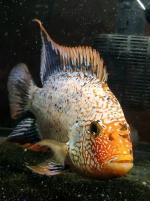 Cíclido Texas súper rojo descolorido Foto 1 de 3