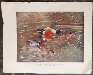 Estampado Animal Color Vintage - Patos - 27 x 21 cm - Imagen 1 de 1