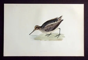 JACK SNIPE, ornitológico antiguo original, estampado de aves, MORRIS, 1896 - Imagen 1 de 2