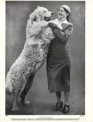 Estampado de perro GRAN PIRINEOS de colección años 30 rey de ovejas-perros y amante 6477n Foto 1 de 2