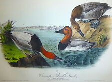 Audubon 1st ed Octavo   CANVAS BACK DUCK    Birds of America 1840 original litho