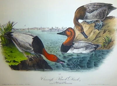 Audubon 1st ed Octavo   CANVAS BACK DUCK    Birds of America 1840 original litho - Image 1 of 4