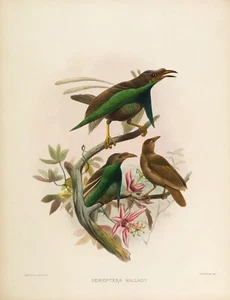 Piatto n. 18 Semioptera Wallacil Birds of Paradise di Daniel Elliot Giclée Repro - Foto 1 di 2
