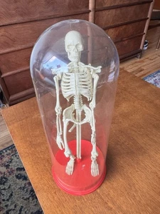 Anatomía de esqueleto humano articulado Workman 1991 vintage - Imagen 1 de 7
