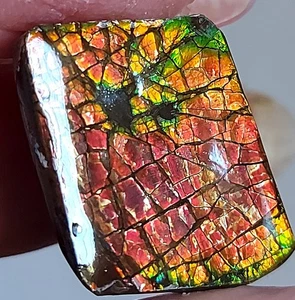 Ammolite  Ammonite Coated Stone 24x21x4.5mm 19317 - Bild 1 von 4
