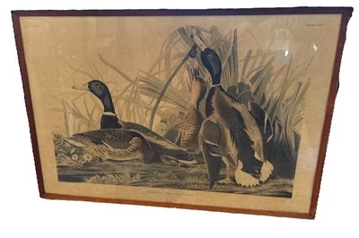 1836 Audubon Licensed Reprint Mallard Duck R. Havell No.45 Plate CCXXI Large - Image 1 of 4