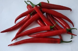 GUINDILLA ESPAÑOLA 30 SEMILLAS SPANICH CHILI SEEDS CAYENA CAYENNE - Imagen 1 de 10