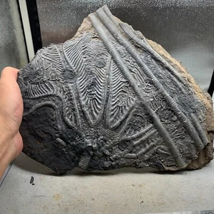 2220 Gramm Fossilien von Crinoiden aus der Guanling Biota in Guizhou - Bild 1 von 8