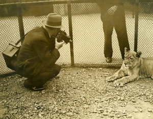 United Kingdom Photographer at London Zoo Lion Lioness Old Photo 1930 - Imagen 1 de 3