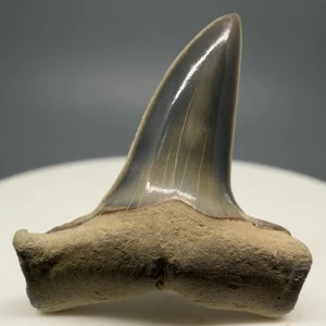 Rare location 1.23" Fossil Isurus praecursor EXT MAKO Shark Tooth - Magnolia, NC - Picture 1 of 2