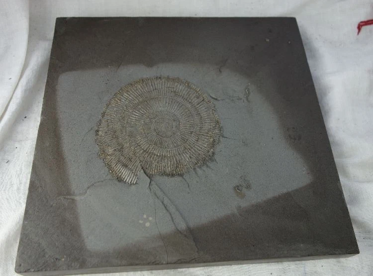 Versteinerung Fossil Schnecke Schiefer aus Sammlung #4 - Bild 1 von 1