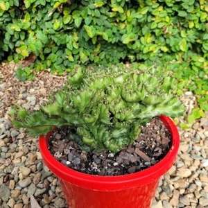 Euphorbia Lactea Crested-Unique Crested Succulent, Euphorbia for sale - Picture 1 of 5