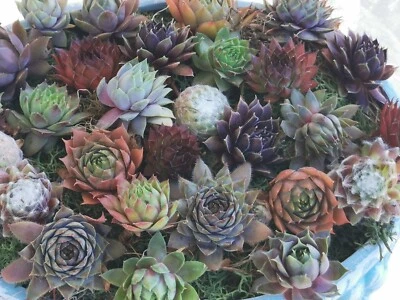 Succulents 9 varieties Hen and Chick Sempervivum Indoor Outdoor Cold Hardy - Image 1 of 4