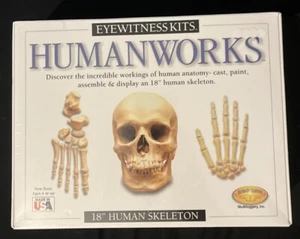 Human works Human Skeleton kit Dorling Kindersley 18" build a skeleton age 6+ (  - Picture 1 of 2